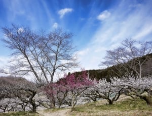Spring, Plum Blossoms, Sky, Plum, Pink, tree, sky thumbnail