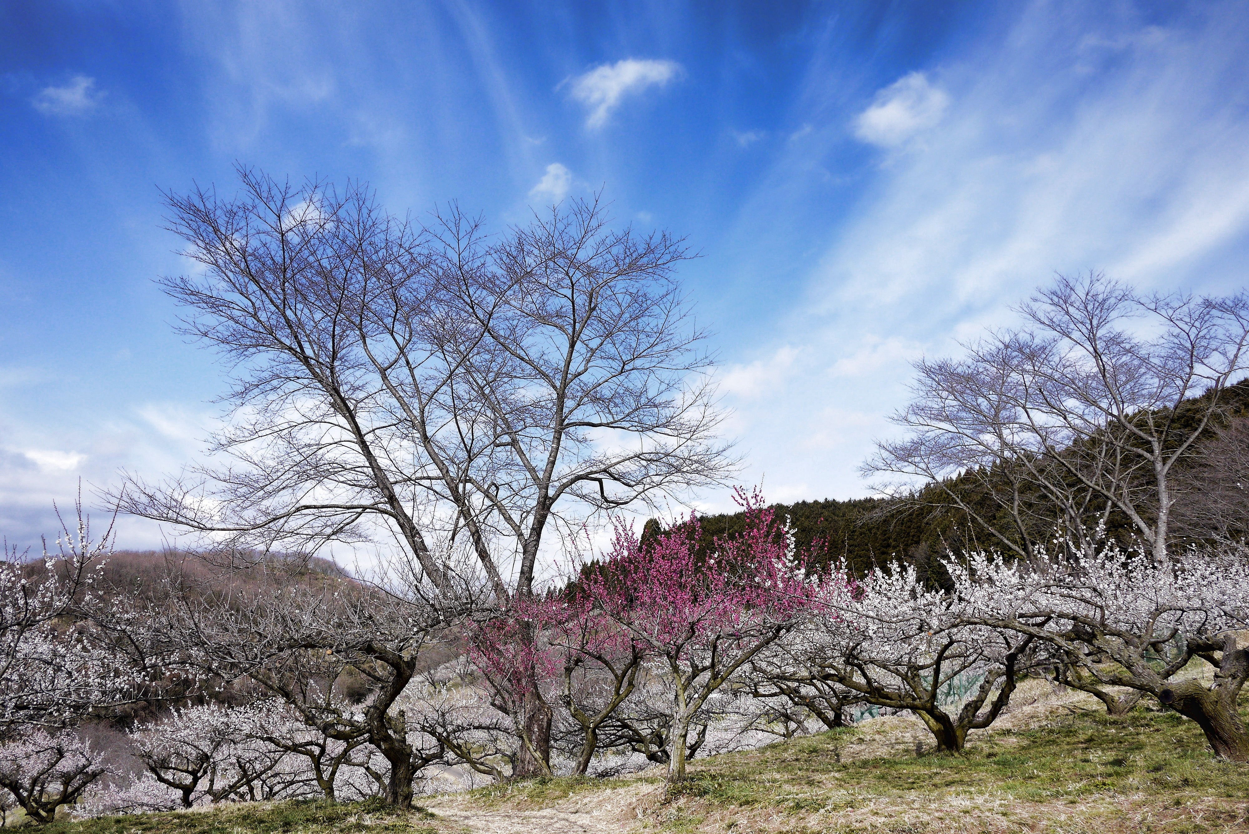Spring, Plum Blossoms, Sky, Plum, Pink, tree, sky