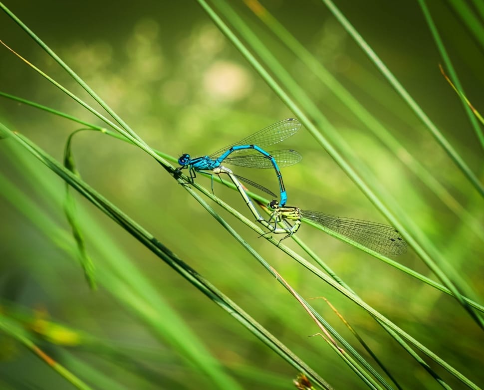 blue and green damselfly preview