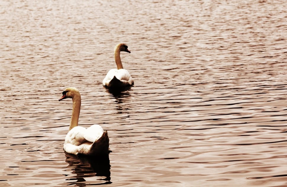 2 white and brown swans preview