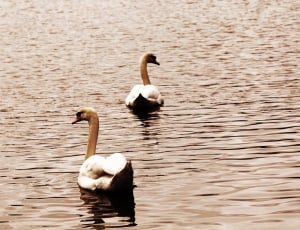 2 white and brown swans thumbnail
