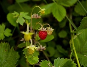 Wild Strawberry, Woodland Strawberry, fruit, green color thumbnail