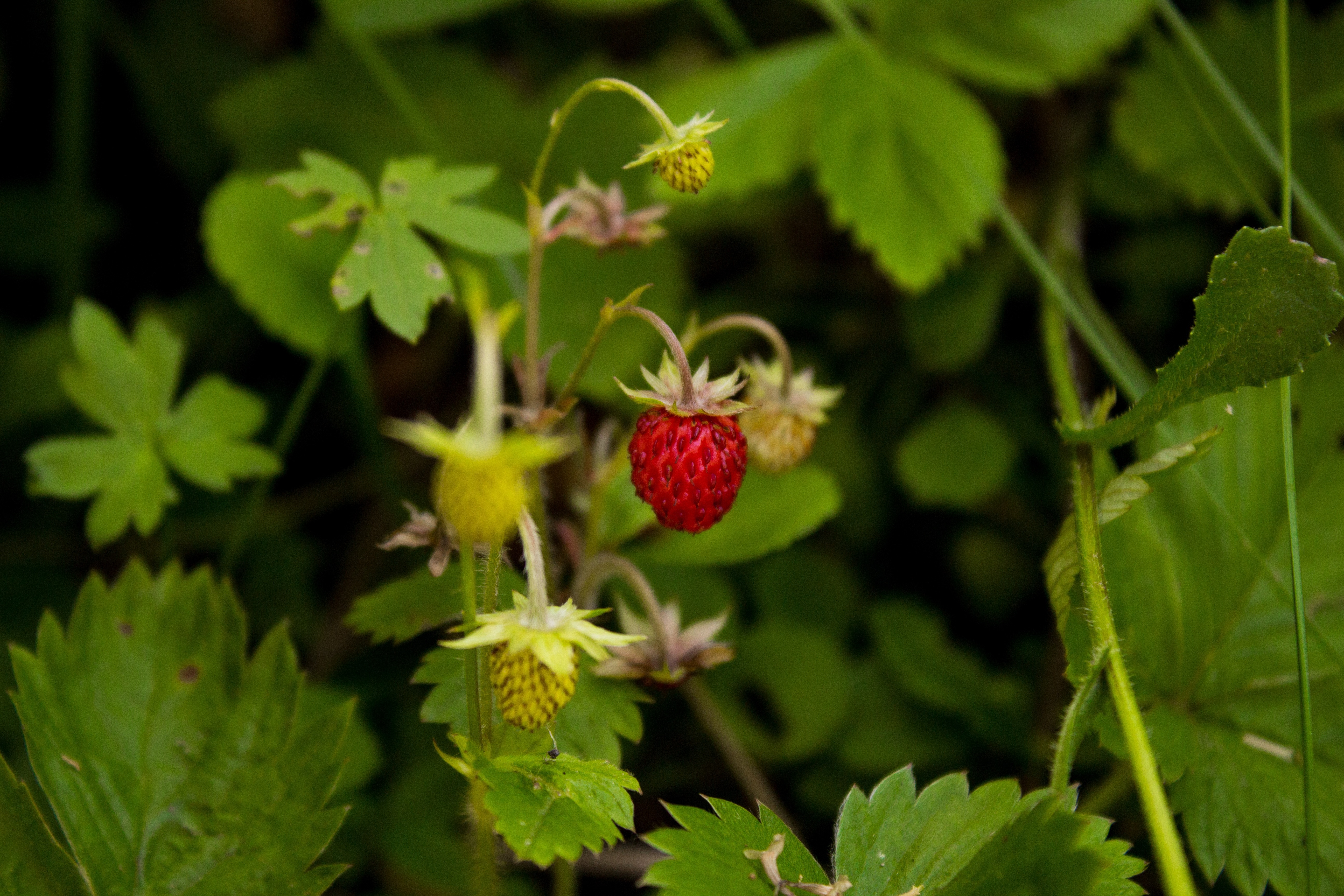 Wild Strawberry, Woodland Strawberry, fruit, green color