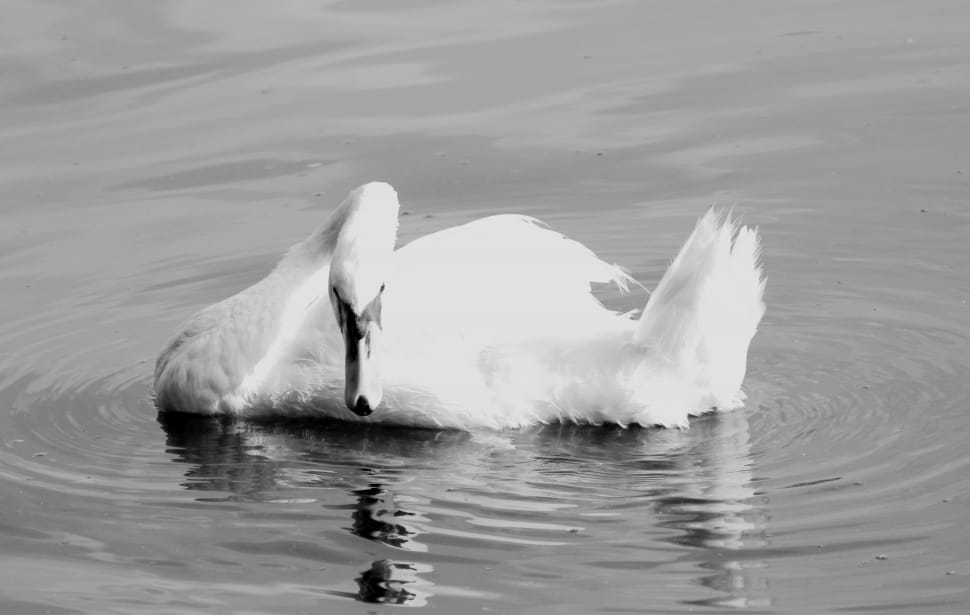 grey scale photography of goose preview