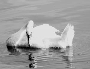 grey scale photography of goose thumbnail
