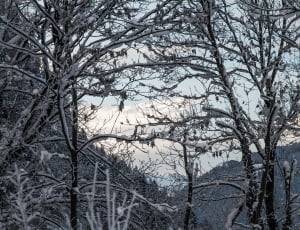 brown trees covered with snow during daytime thumbnail