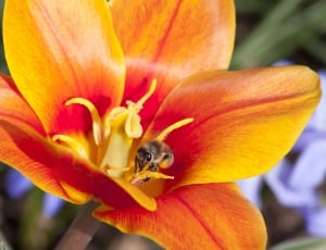 orange in bloom tulip thumbnail