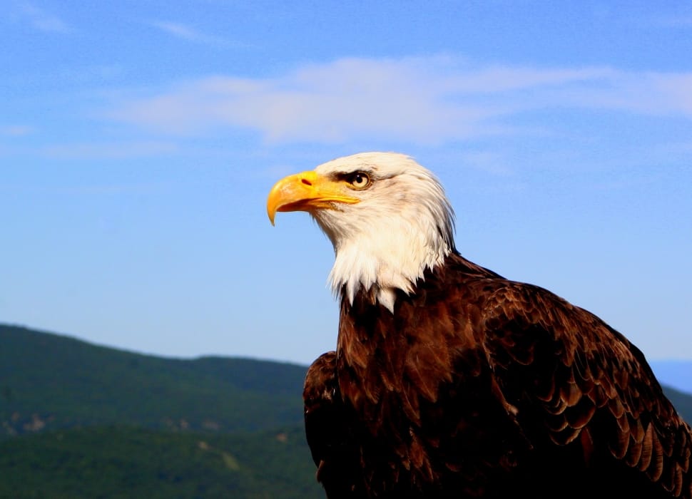 american bald eagle  under blue sky preview