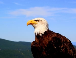 american bald eagle  under blue sky thumbnail
