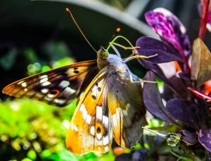 brown and white butterfly on purple leaves during daytime thumbnail