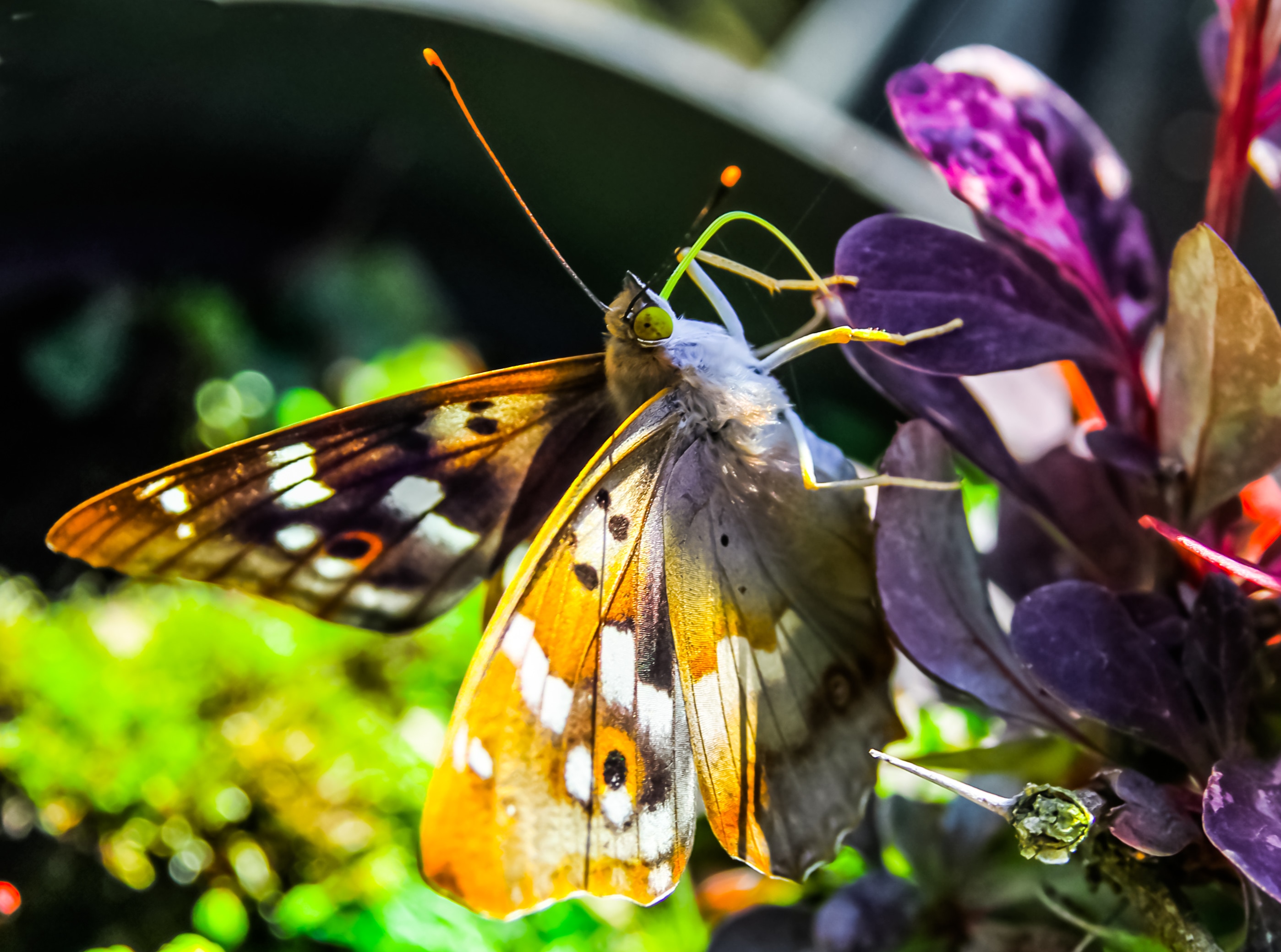 brown and white butterfly on purple leaves during daytime