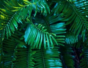 green linear leaf tree thumbnail