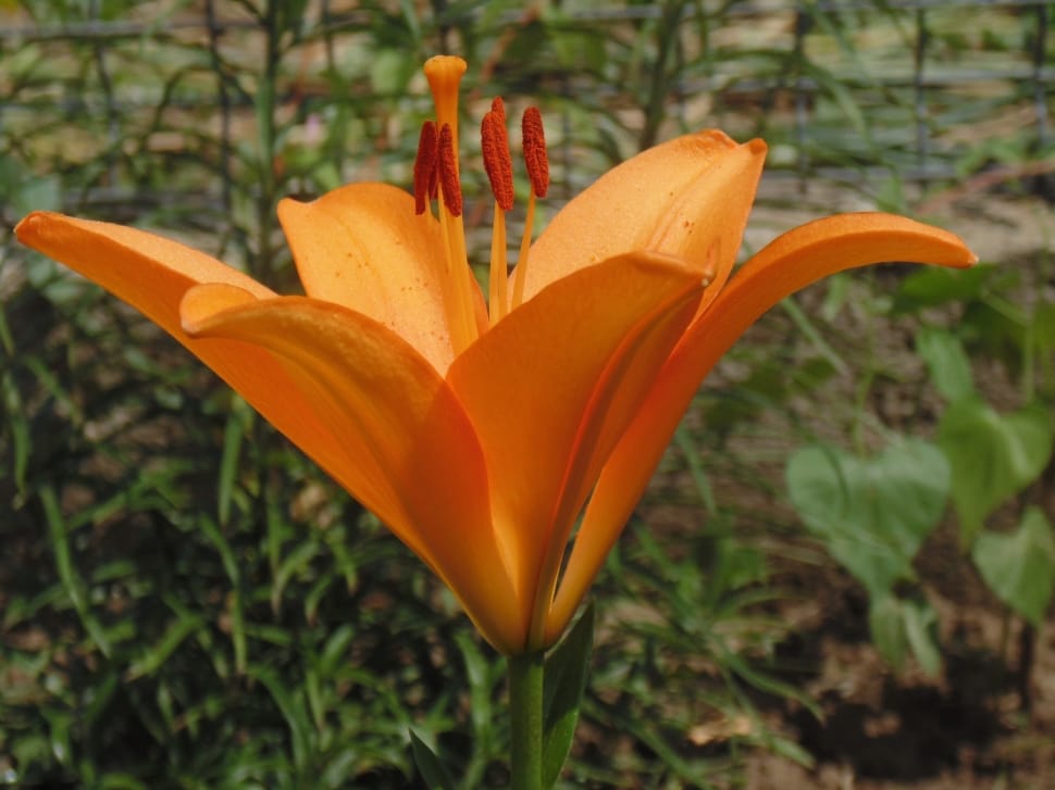 shallow focus photography of orange flower during daytime preview