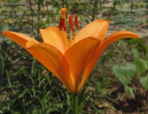 shallow focus photography of orange flower during daytime thumbnail