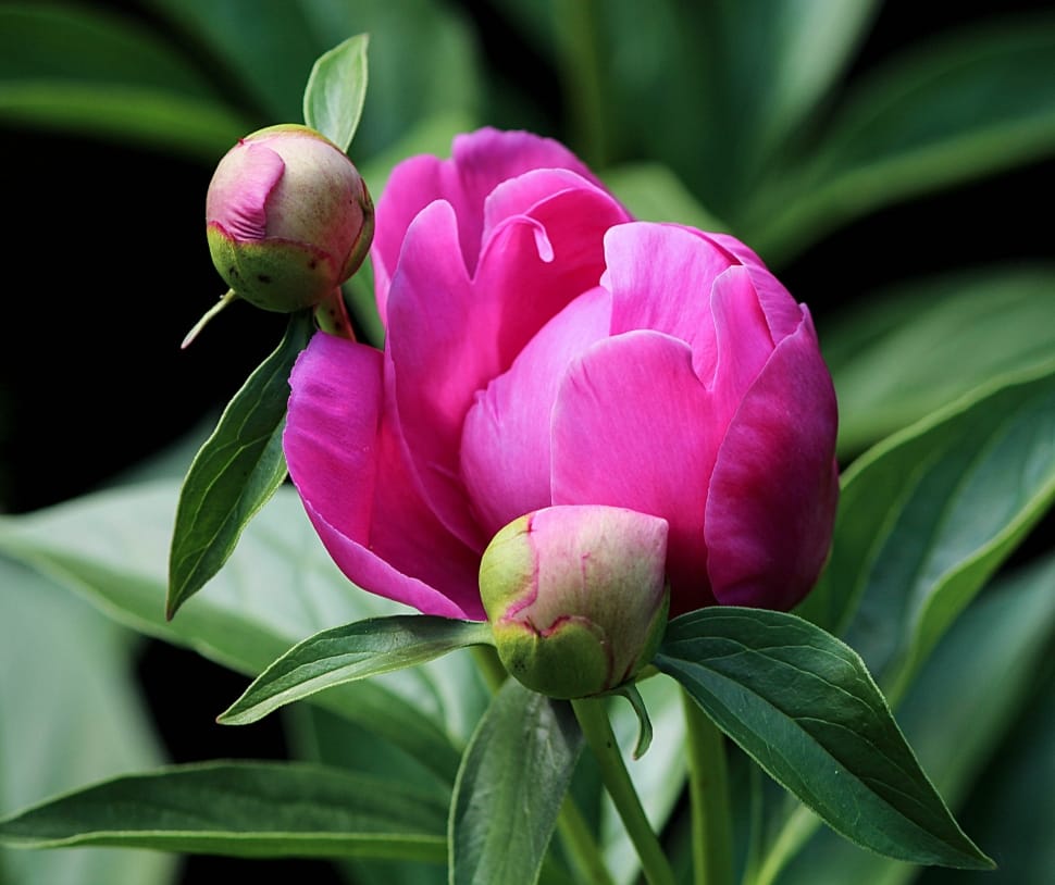 Peony Bud, Fuchsia, Flower Bud, Pink, flower, pink color preview