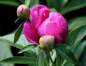 Peony Bud, Fuchsia, Flower Bud, Pink, flower, pink color thumbnail