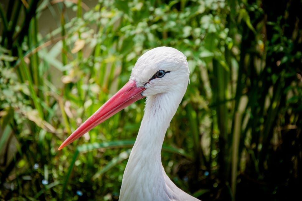 white and pink flamingo preview