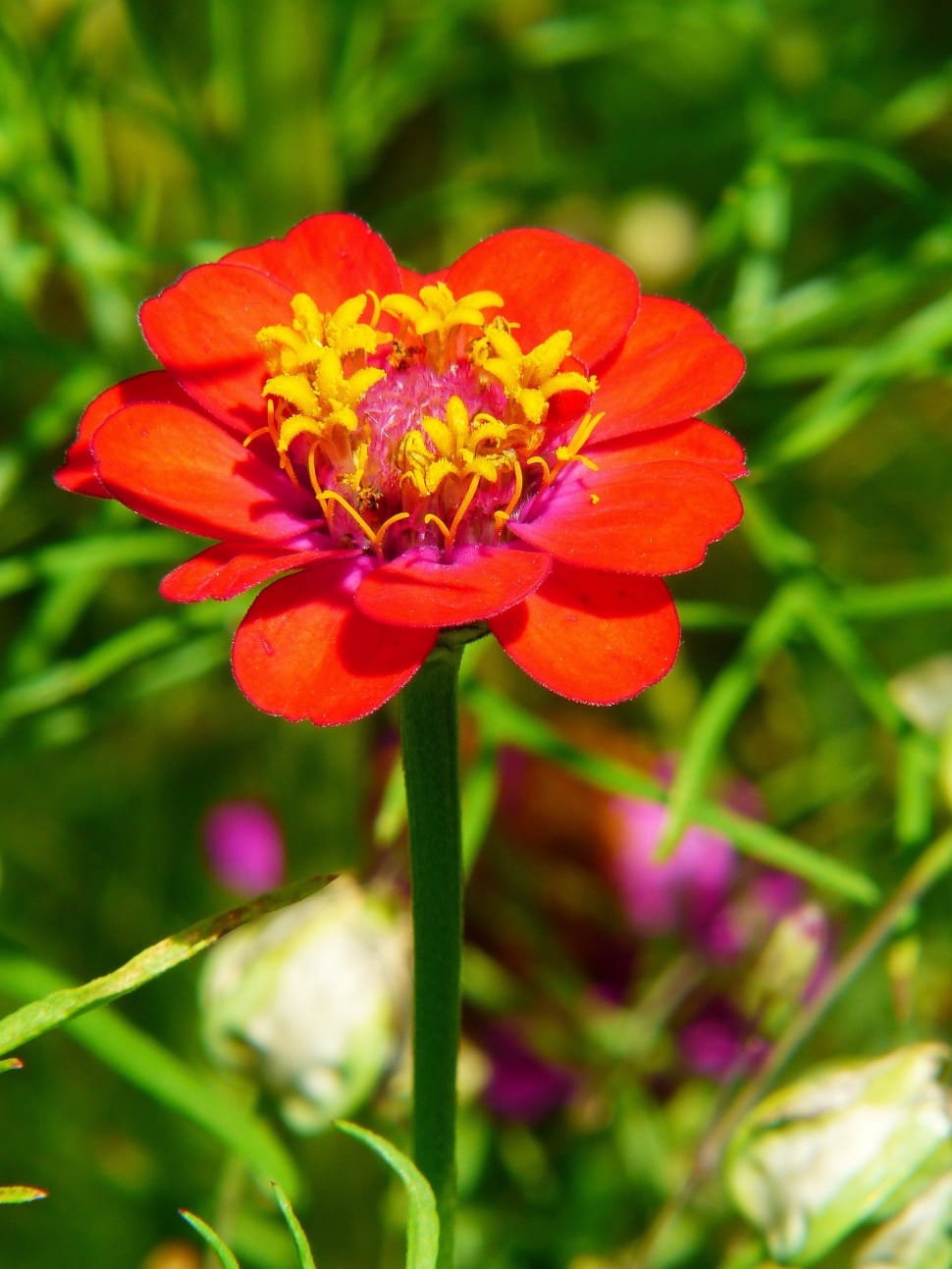 red zinnia flower preview