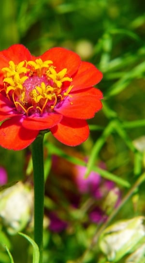 red zinnia flower thumbnail