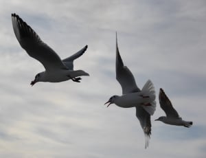 photography of 3 flying birds thumbnail