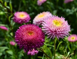 Plant, Summer, Nature, Day, Flowers, flower, purple thumbnail