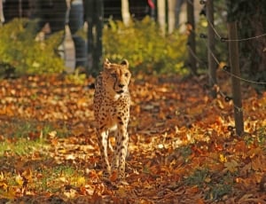 cheetah walking on grass thumbnail