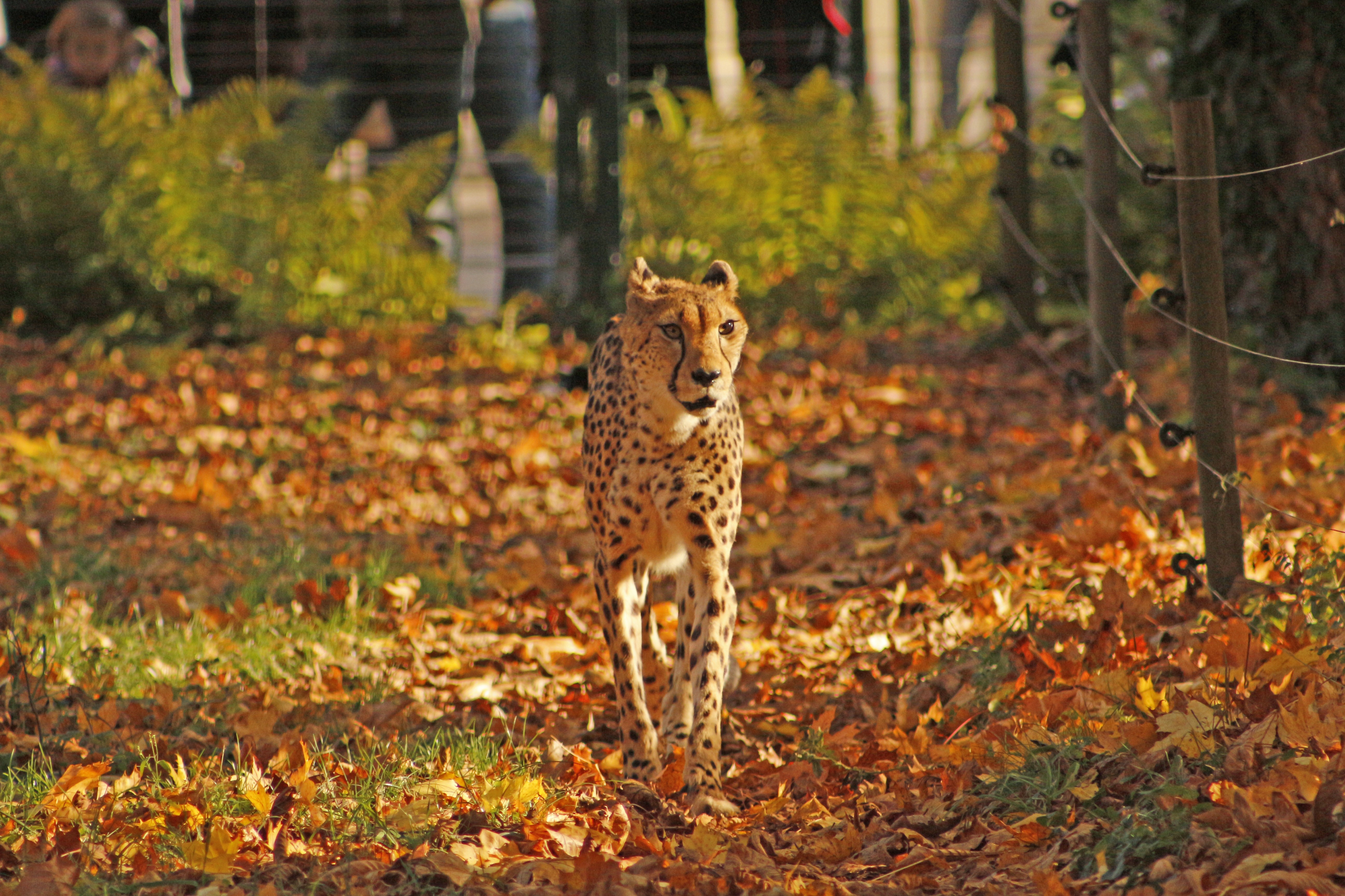 cheetah walking on grass