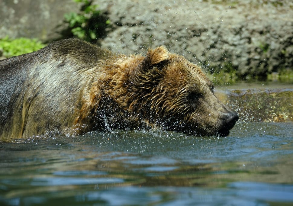 Bear, Brown Bear, Water, Ursus Arctos, animal wildlife, animals in the wild preview
