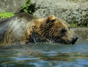 Bear, Brown Bear, Water, Ursus Arctos, animal wildlife, animals in the wild thumbnail