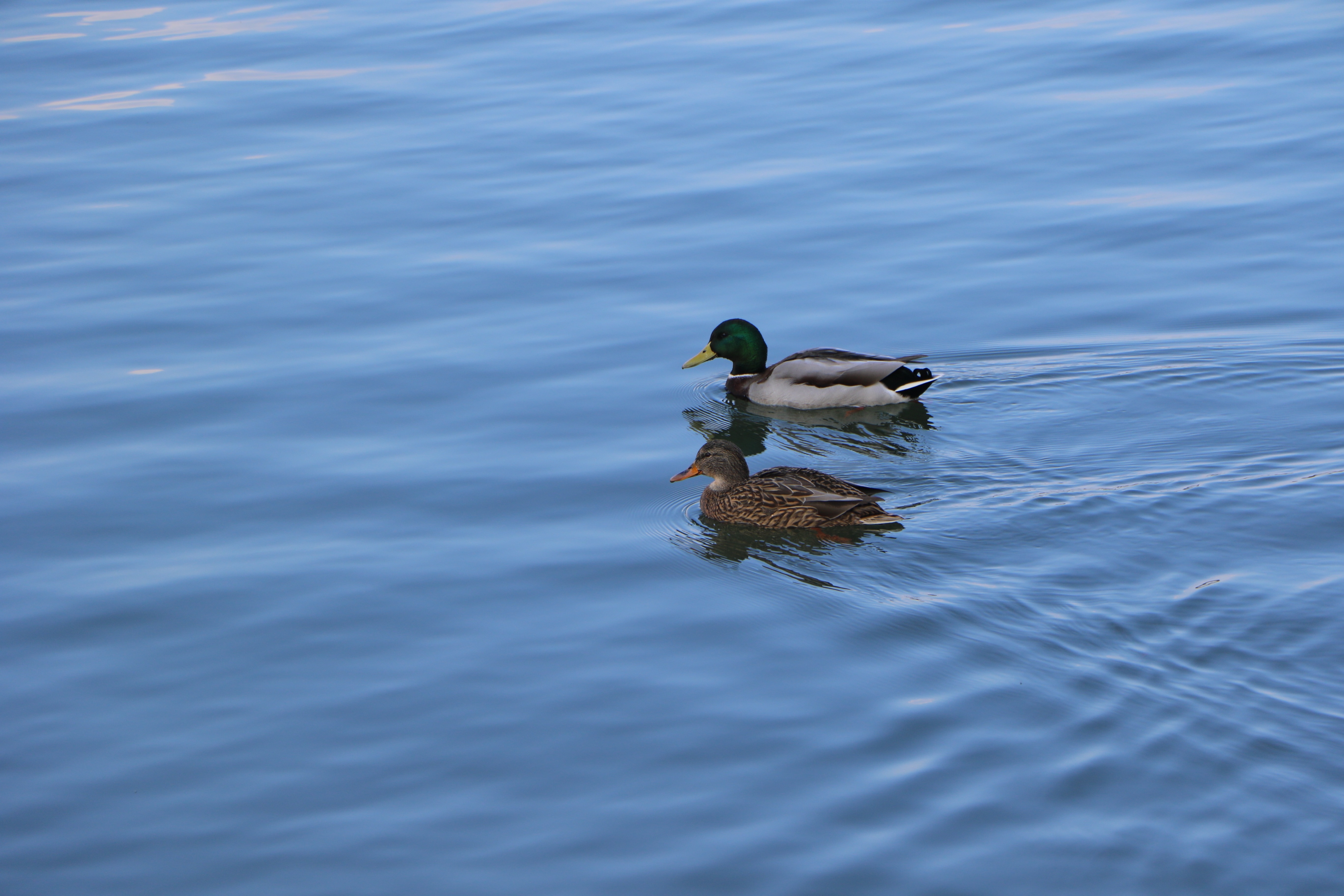 green and gray duck