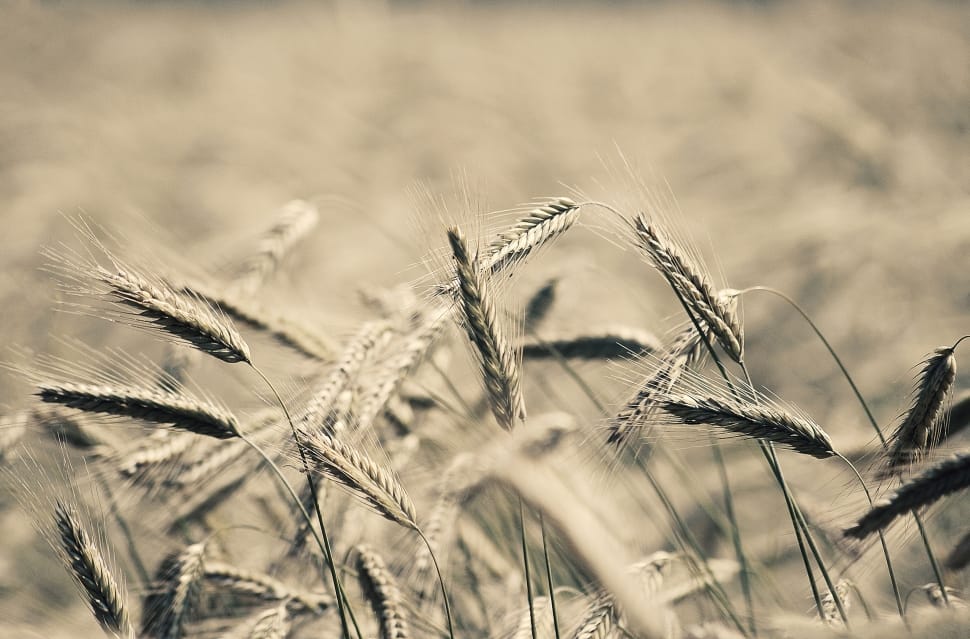 wheat plant preview