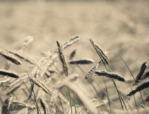 wheat plant thumbnail