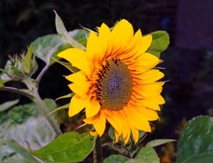 yellow and black sunflower thumbnail