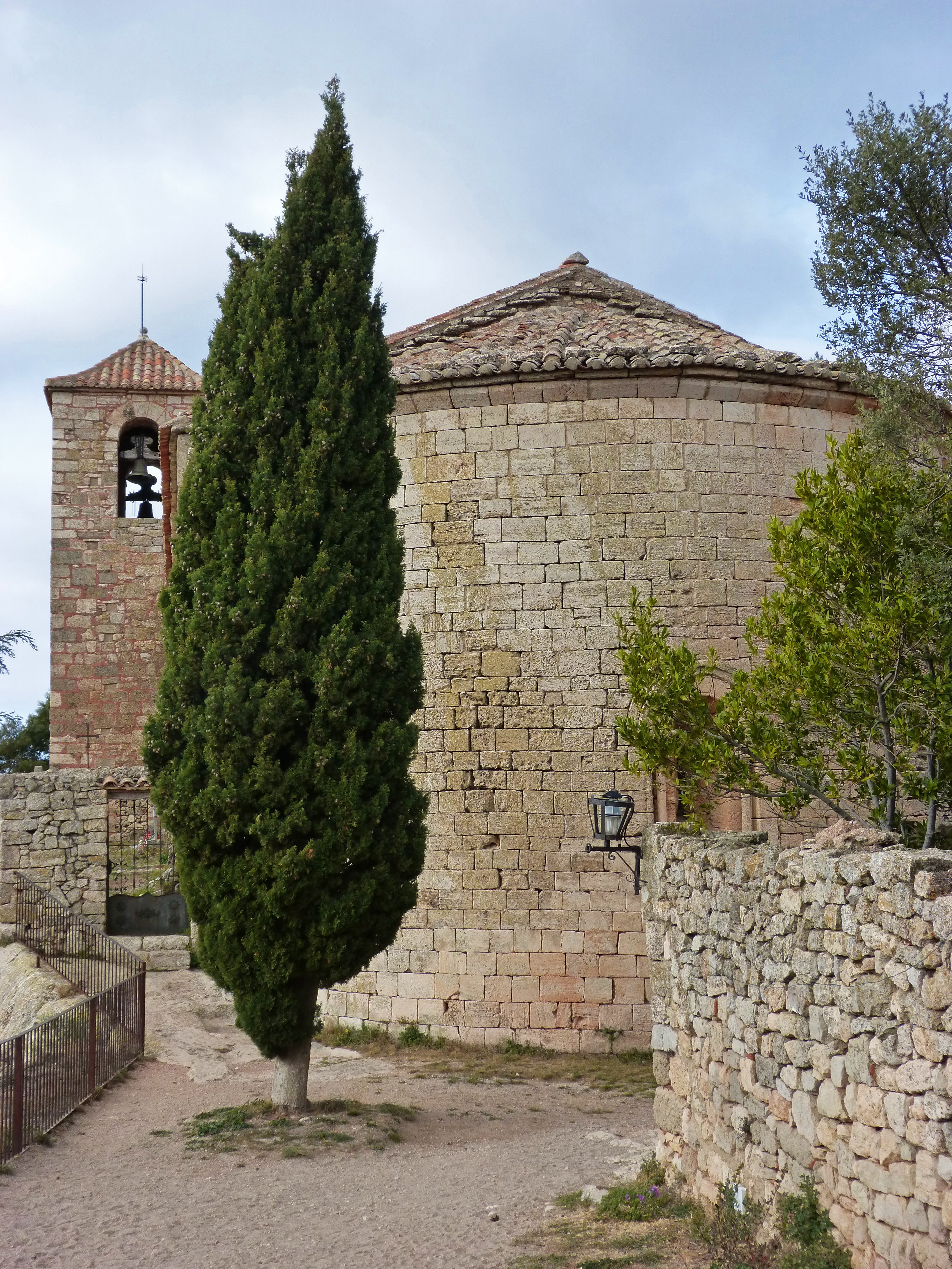 pine tree during daytime