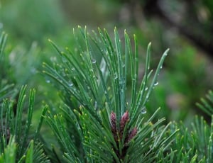 green pine leaves wet with morning dews thumbnail