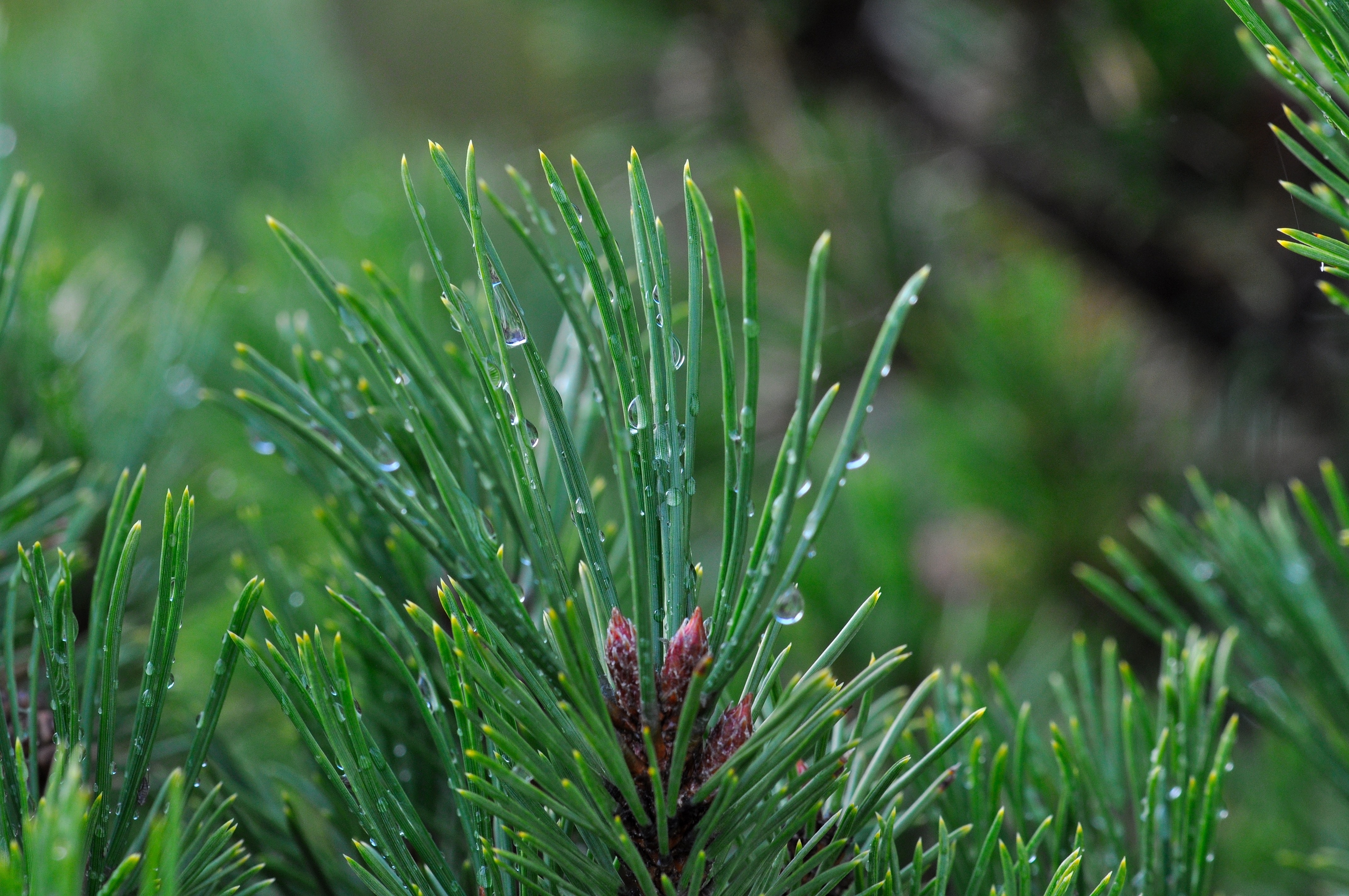 green pine leaves wet with morning dews