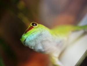 selective focus of yellow lizard thumbnail