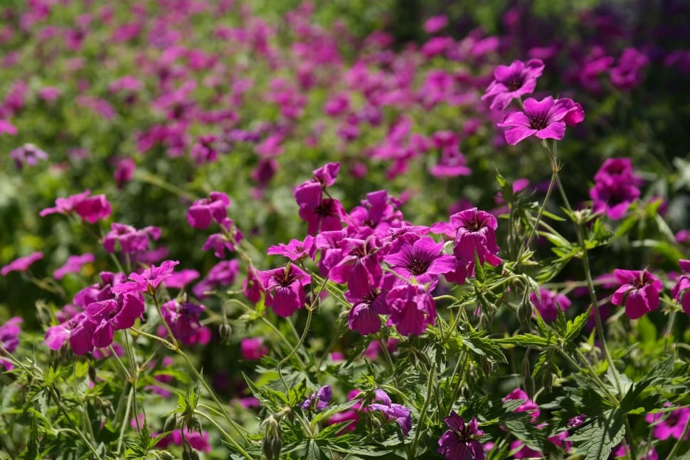 purple flowers with green leaves preview