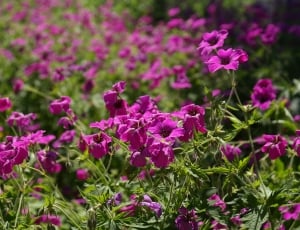 purple flowers with green leaves thumbnail