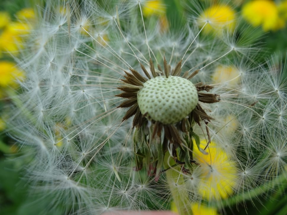 white dandelion in closeup photography preview