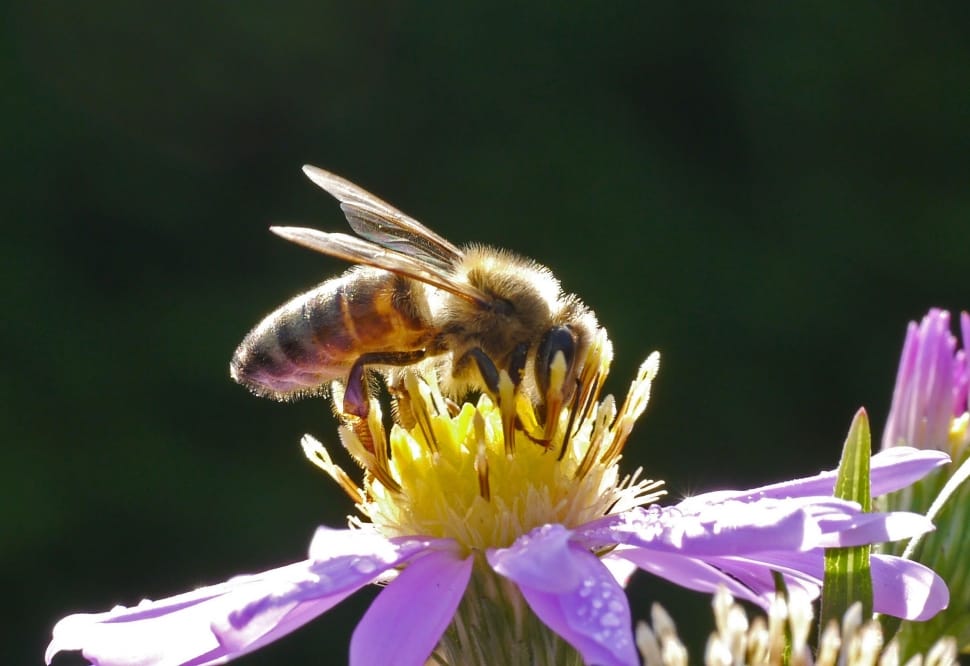 brown and yellow honey bee preview