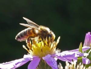 brown and yellow honey bee thumbnail