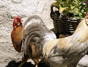 2 white and brown feather rooster thumbnail