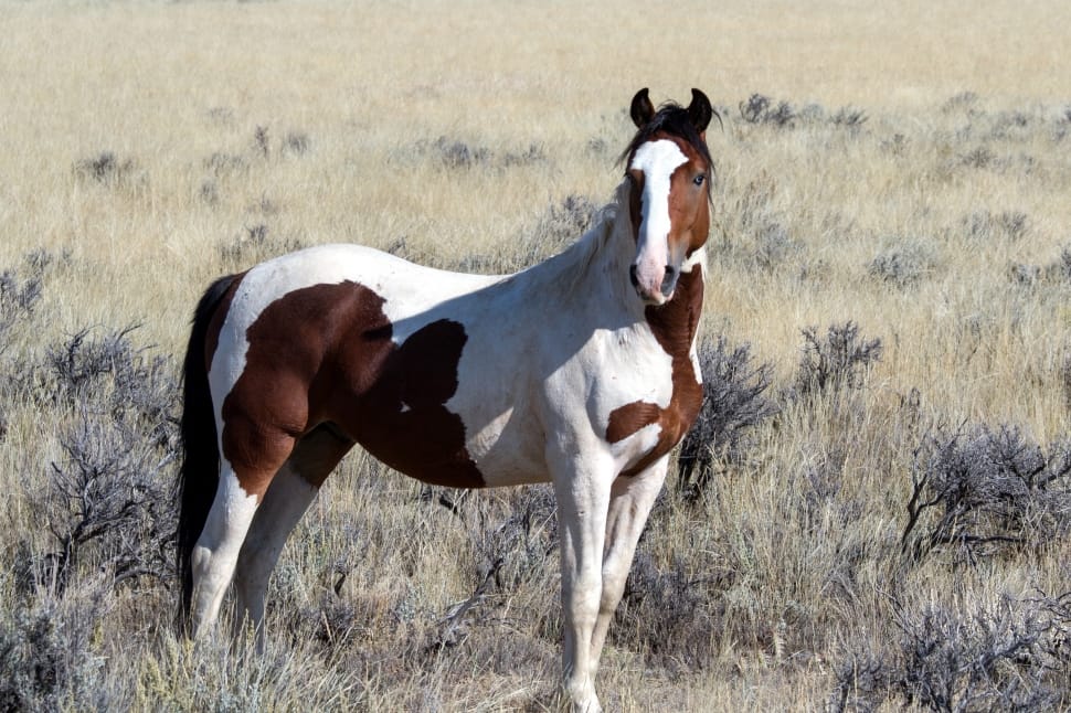 white and brown horse preview