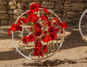red flower accent grey bike wheel thumbnail