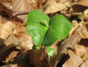 green venus flytrap thumbnail