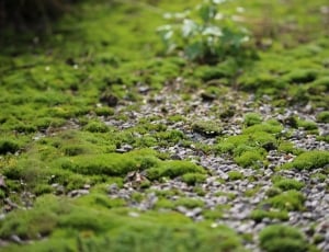 green moss littered among ground thumbnail