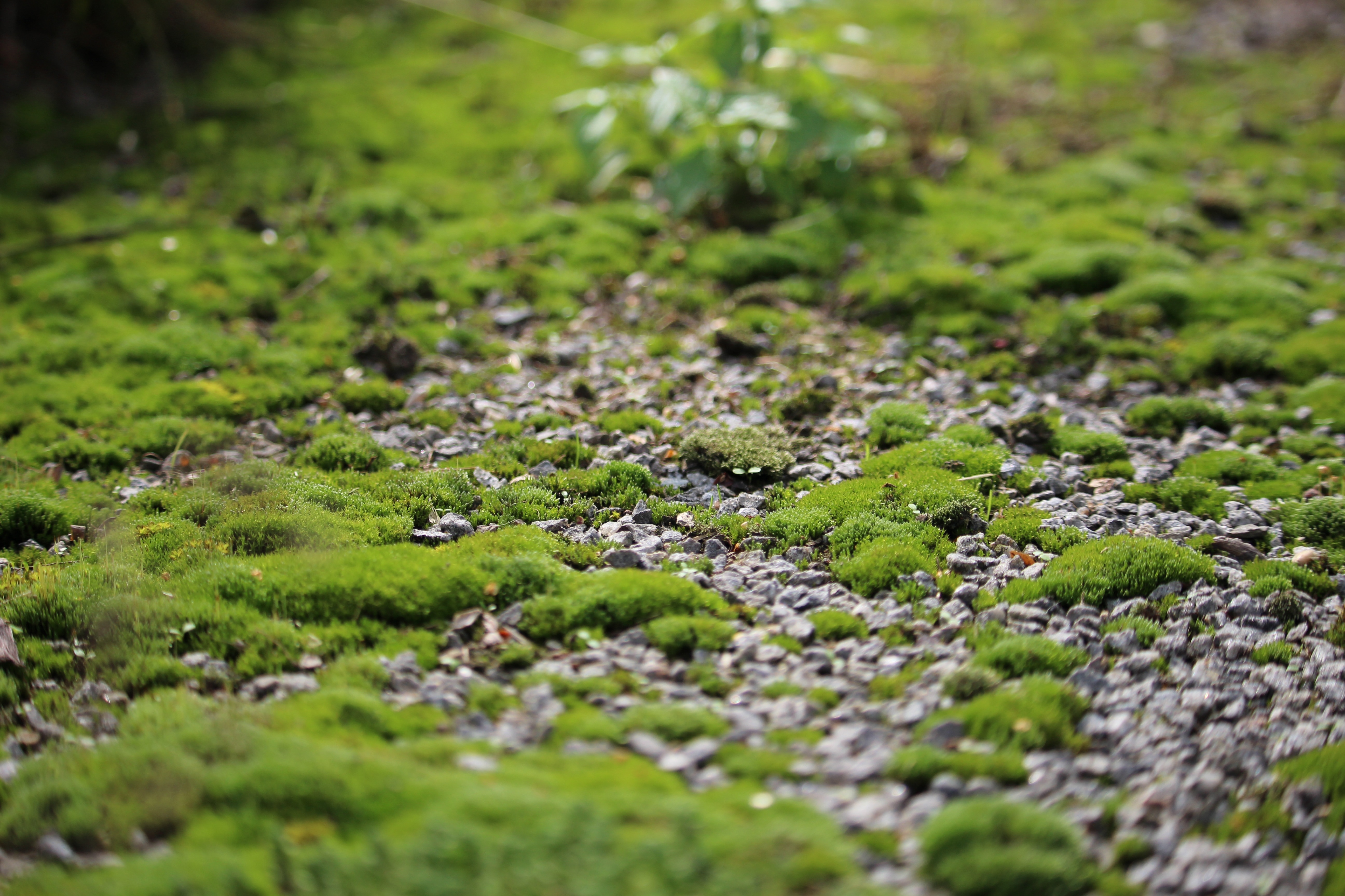 green moss littered among ground