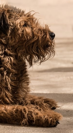 brown long coated dog thumbnail