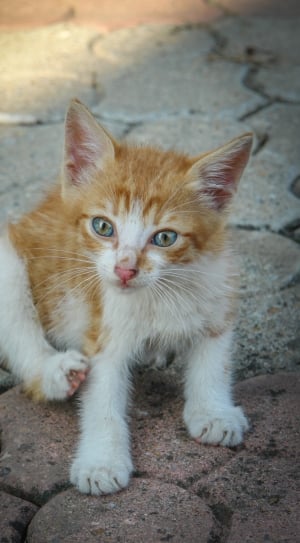 white and orange tabby kitten thumbnail
